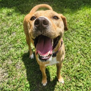 Pet photo