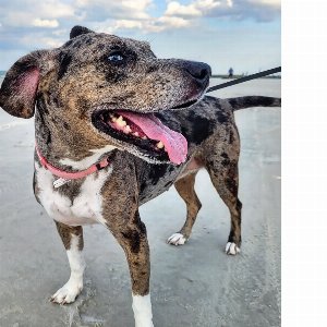 Pet photo