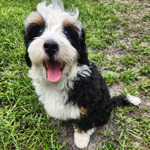 Pet photo