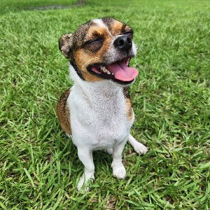 Pet photo
