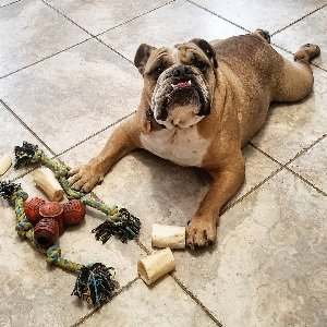 Pet photo