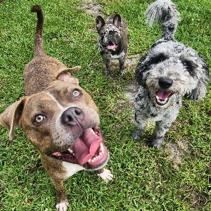Pet photo