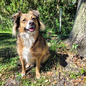Pet photo