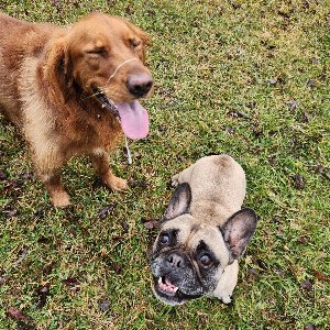 Pet photo