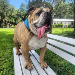 Pet photo