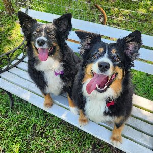 Pet photo