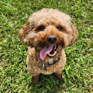 Pet photo