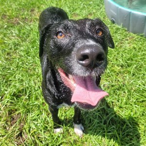 Pet photo