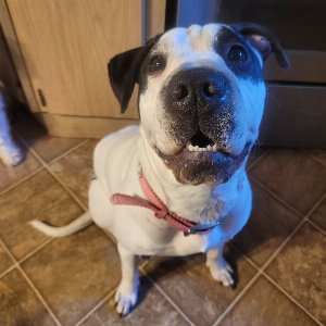 Pet photo