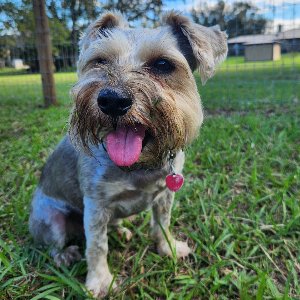 Pet photo