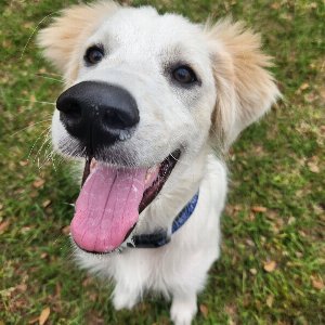 Pet photo