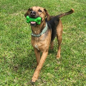 Pet photo