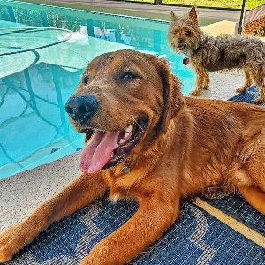 Pet photo
