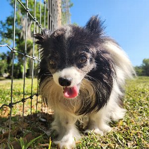 Pet photo