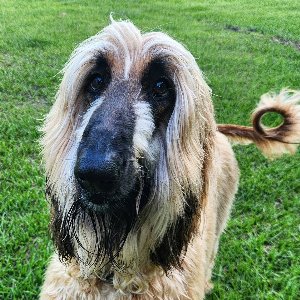 Pet photo