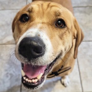 Pet photo