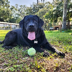Pet photo