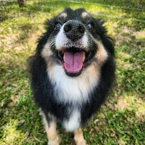 Pet photo