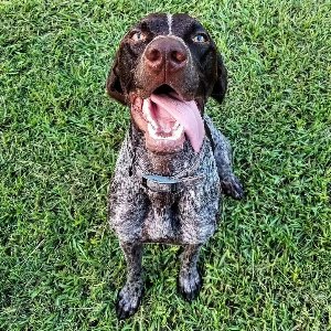 Pet photo