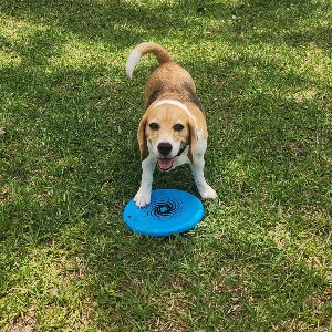 Pet photo