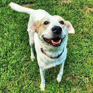 Pet photo
