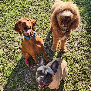 Pet photo