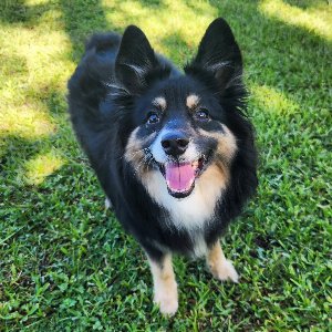 Pet photo