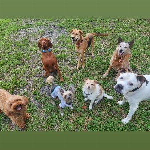 Pet photo