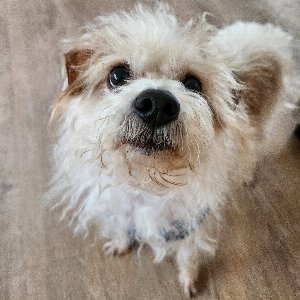 Pet photo