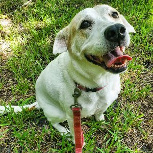 Pet photo