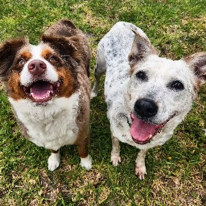 Pet photo