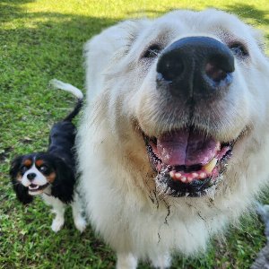 Pet photo
