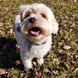 Pet photo
