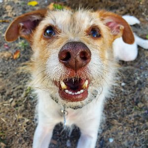 Pet photo