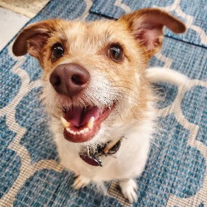 Pet photo