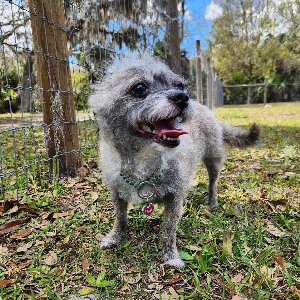 Pet photo