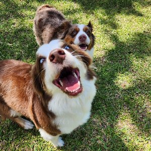 Pet photo