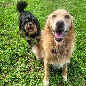 Pet photo