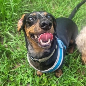 Pet photo