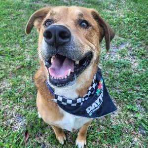 Pet photo