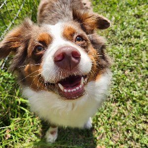 Pet photo