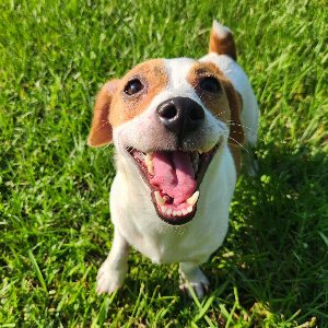 Pet photo