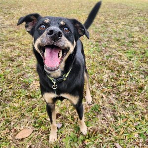 Pet photo
