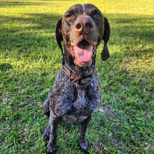 Pet photo