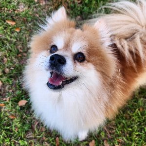 Pet photo