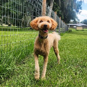 Pet photo