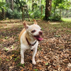 Pet photo