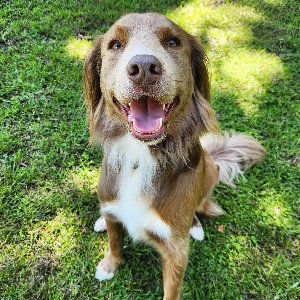 Pet photo