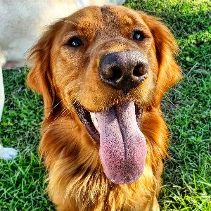 Pet photo