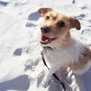 Pet photo